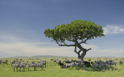 Top 06 Reasons to Have Kenya on Your Post-Pandemic Travel Bucket List