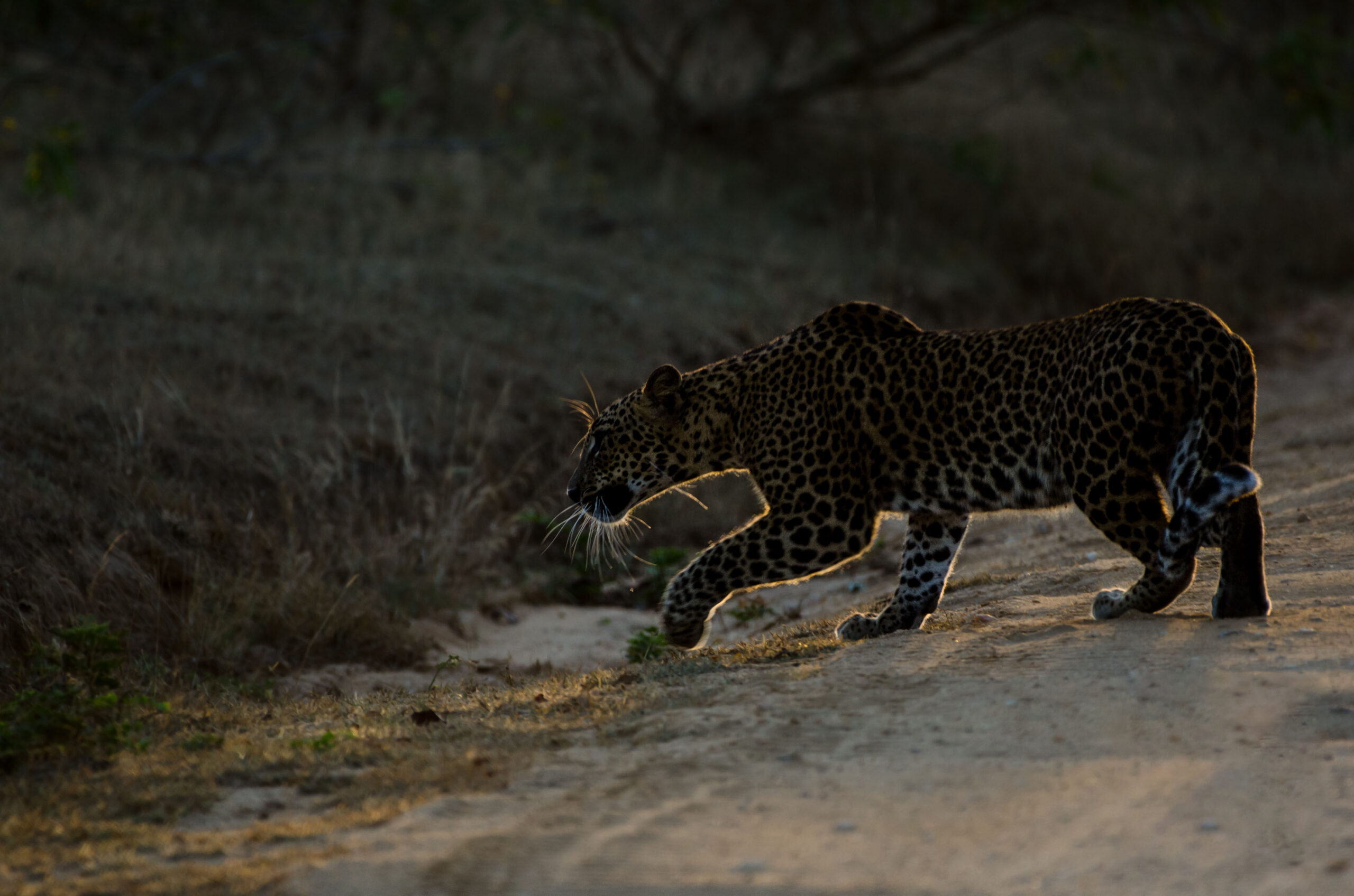 Full Day Safari Experience – Yala National Park