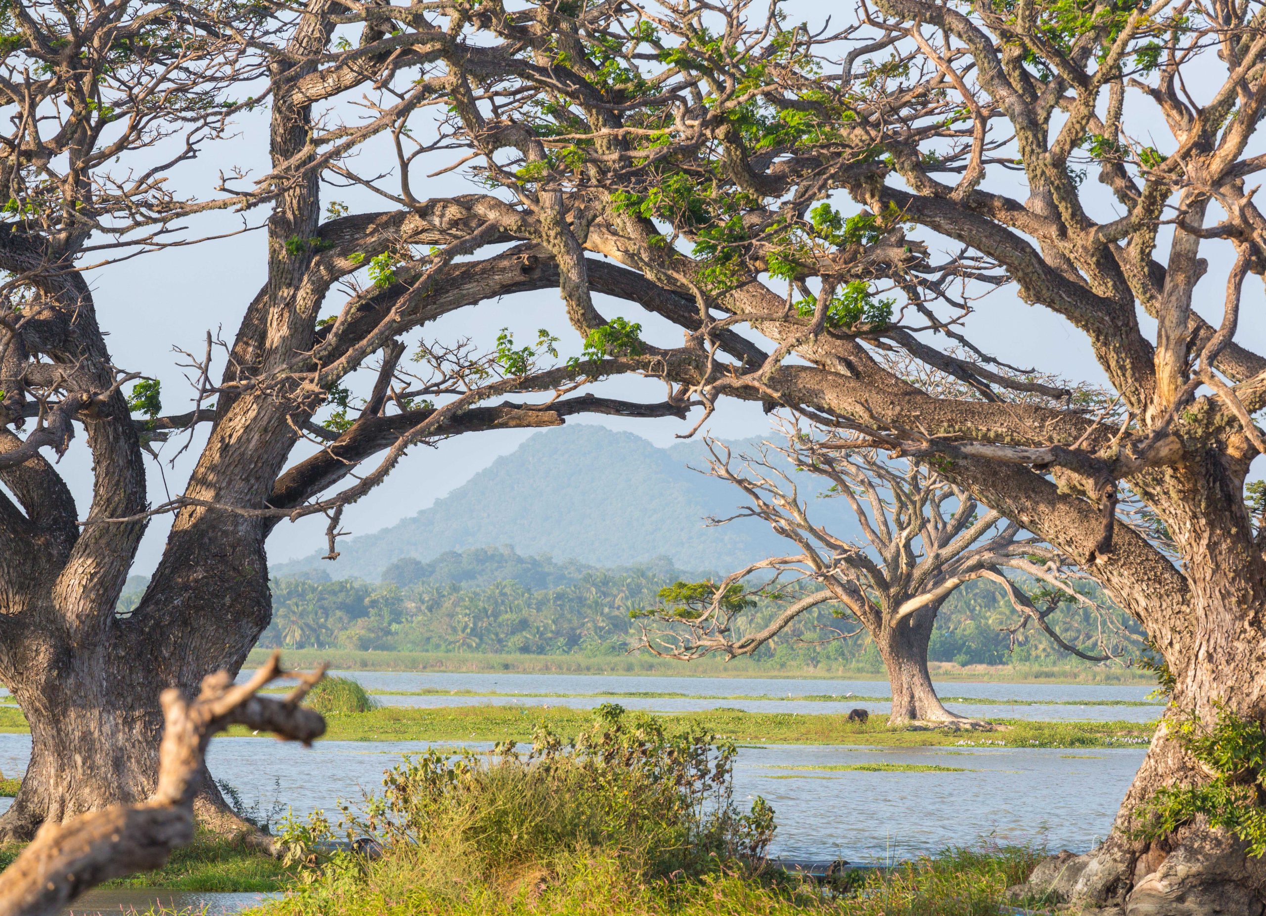Anuradhapura to Sigiriya - Discover the Glory of Sri Lanka's First Ancient Kingdom
