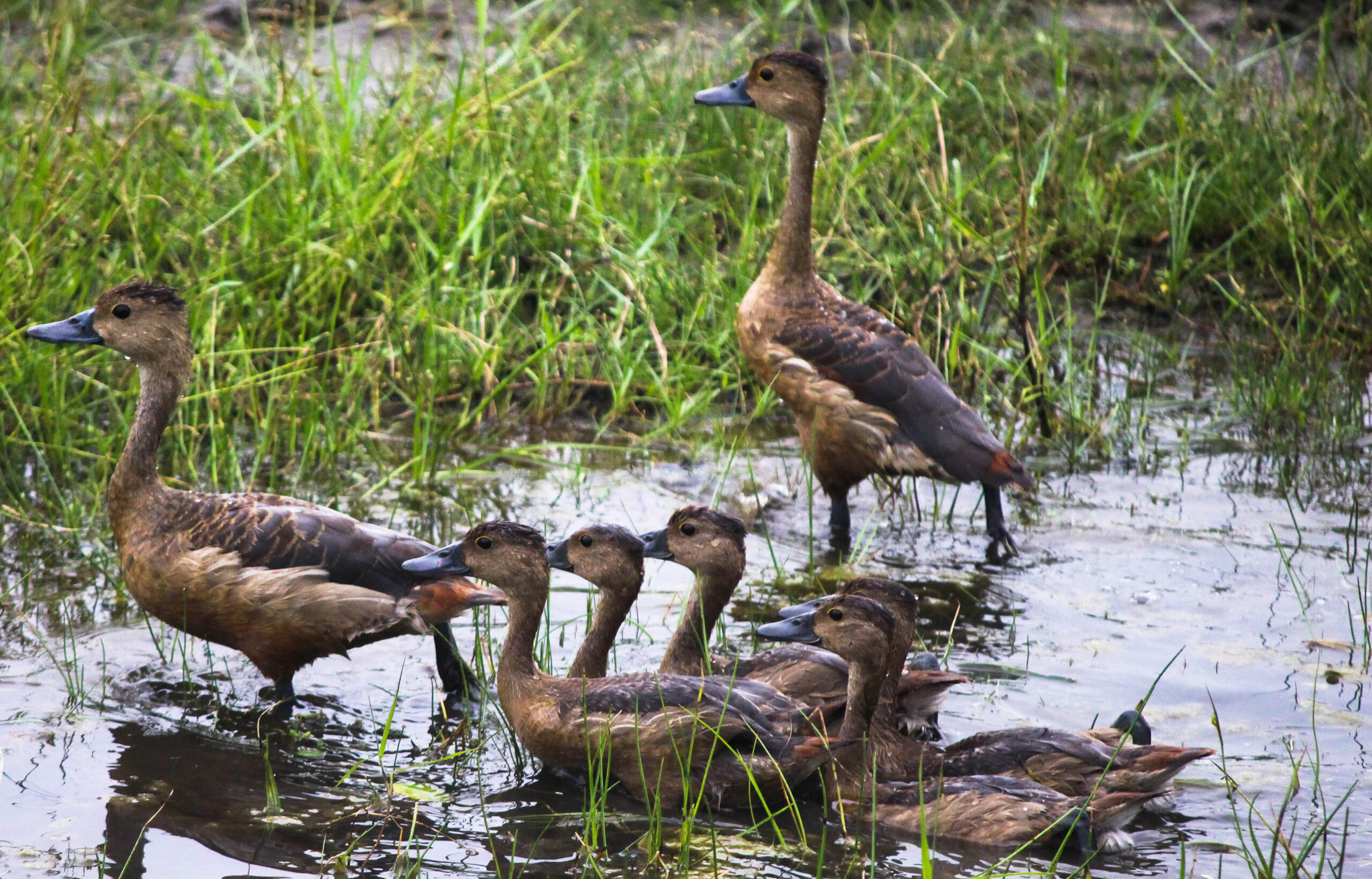 Morning Bird Watching at Sinharaja – Transfer to Yala