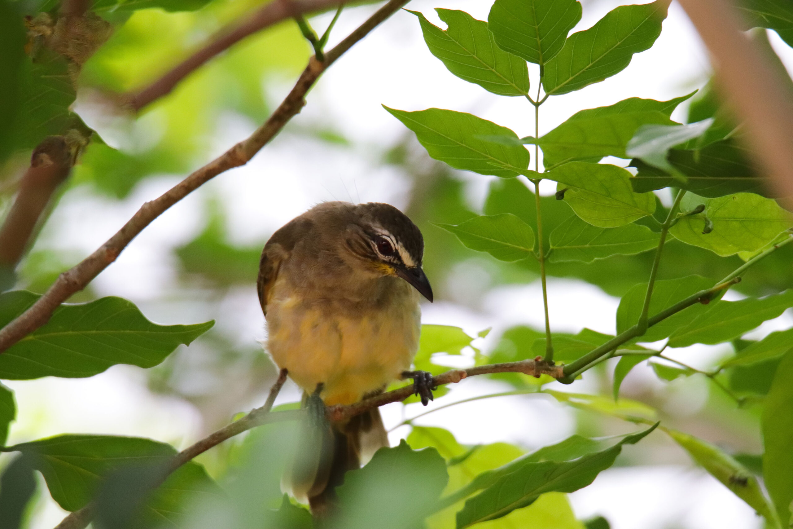 Morning Bird Watching at Sinharaja – Transfer to Yala