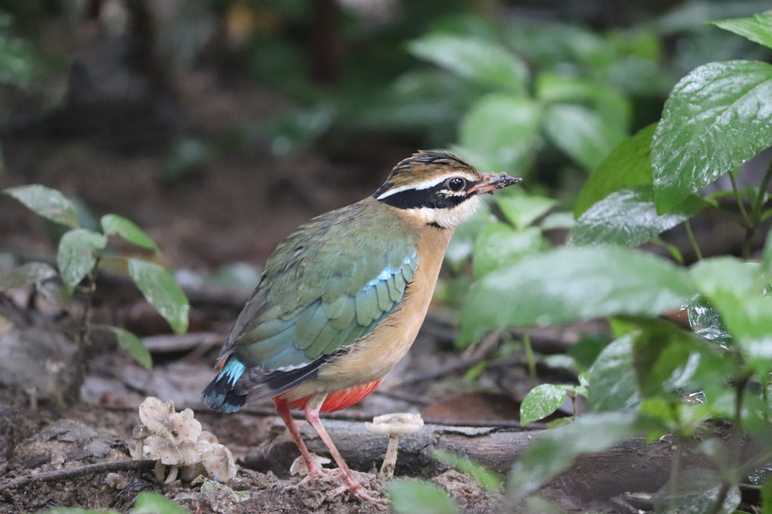 Negombo | Sinharaja Rainforest