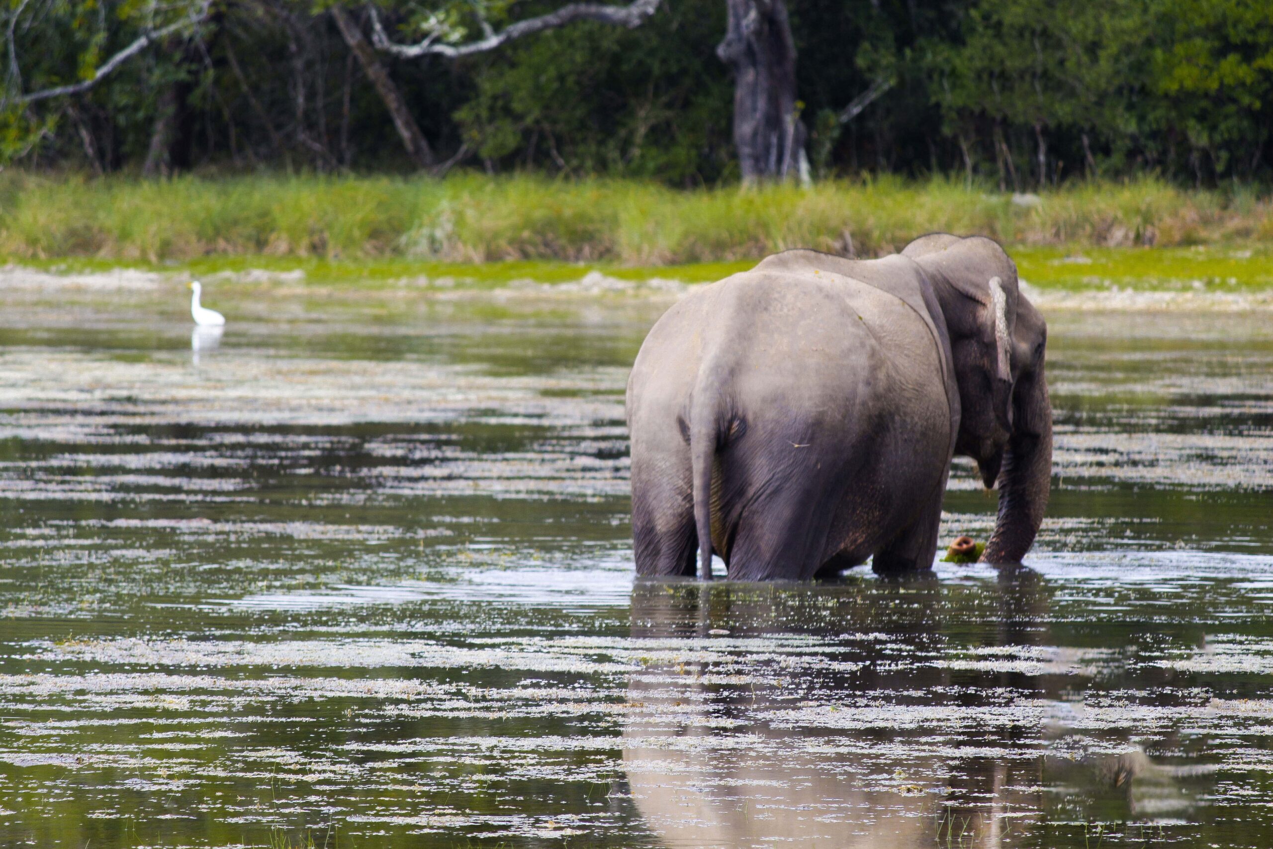 Yala / Tissamaharama to Bentota - An Exciting Wildlife Adventure Followed by Sri Lanka's Colonial Heritage