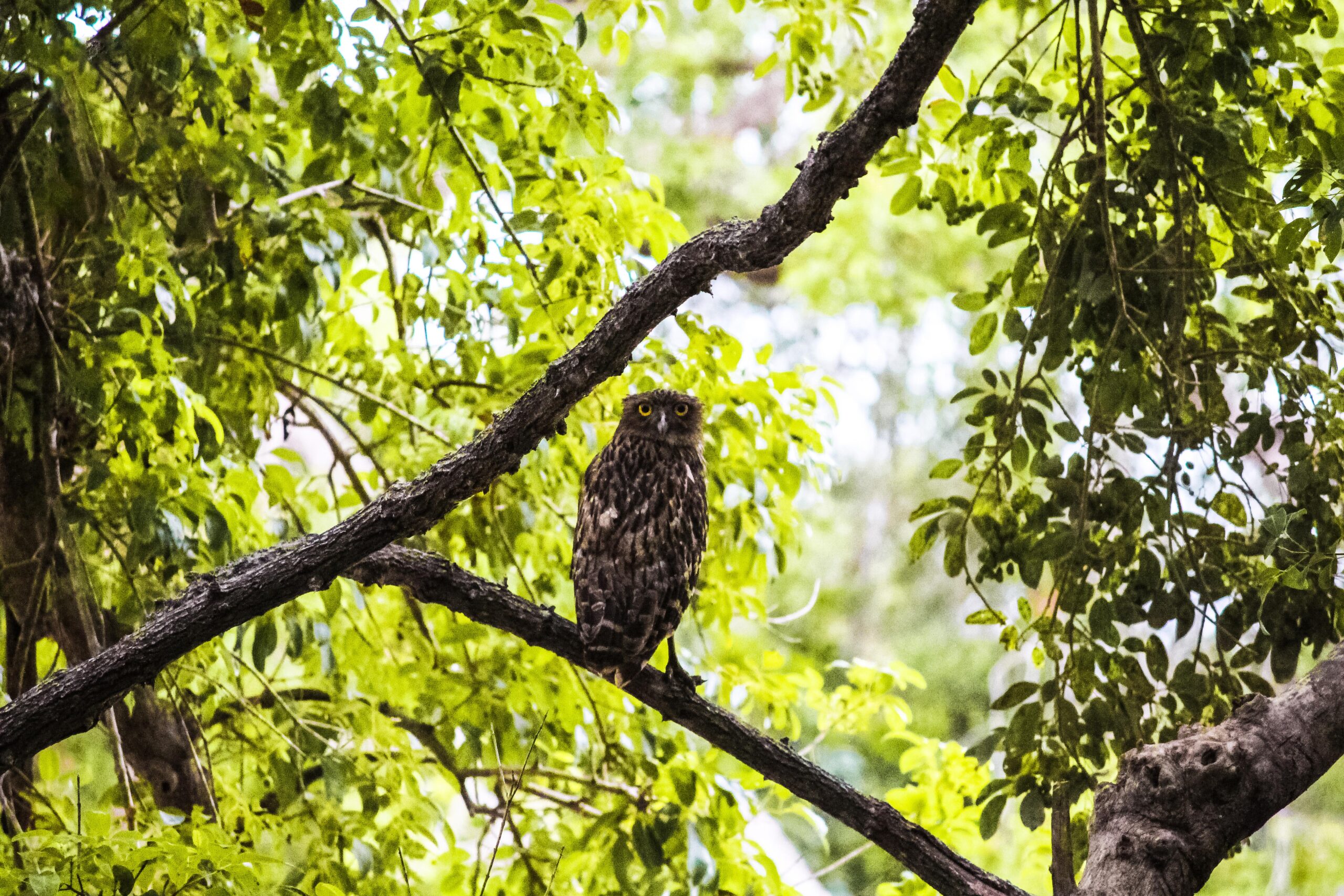 Full Day Safari Experience – Yala National Park