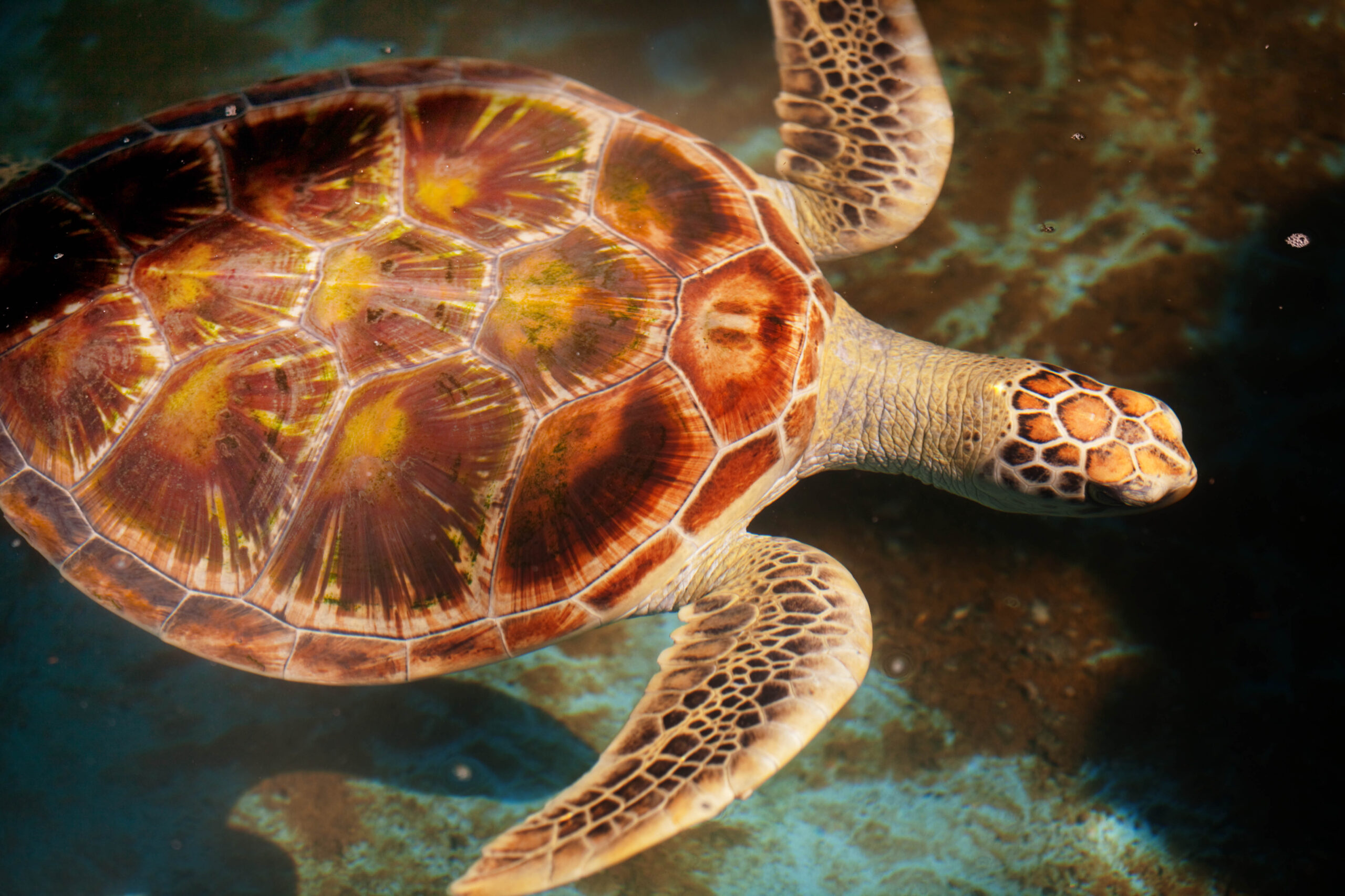 South Coast | Turtle Hatchery | Madu River Safari | Leisure