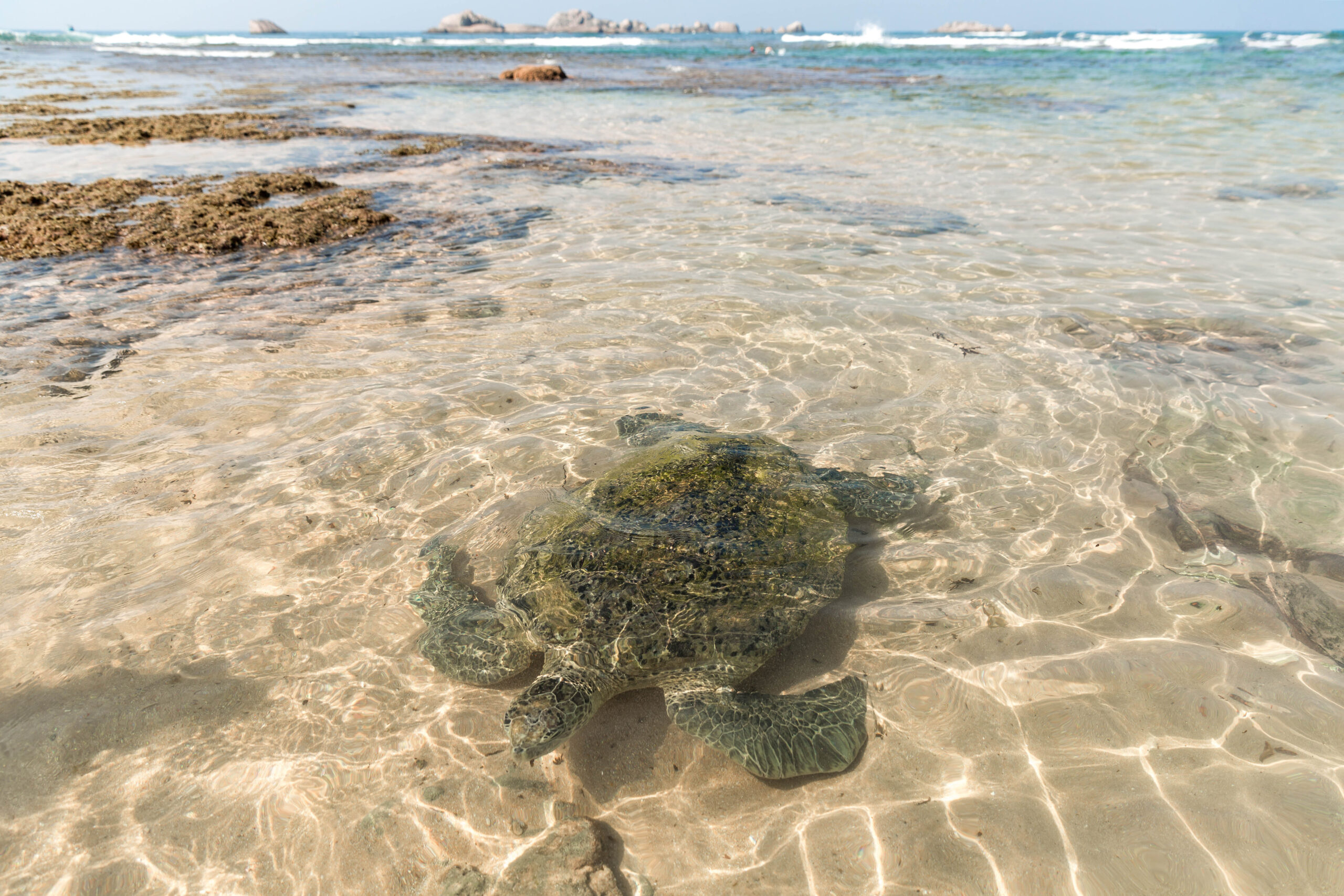 South Coast | Turtle Hatchery | Madu River Safari | Leisure