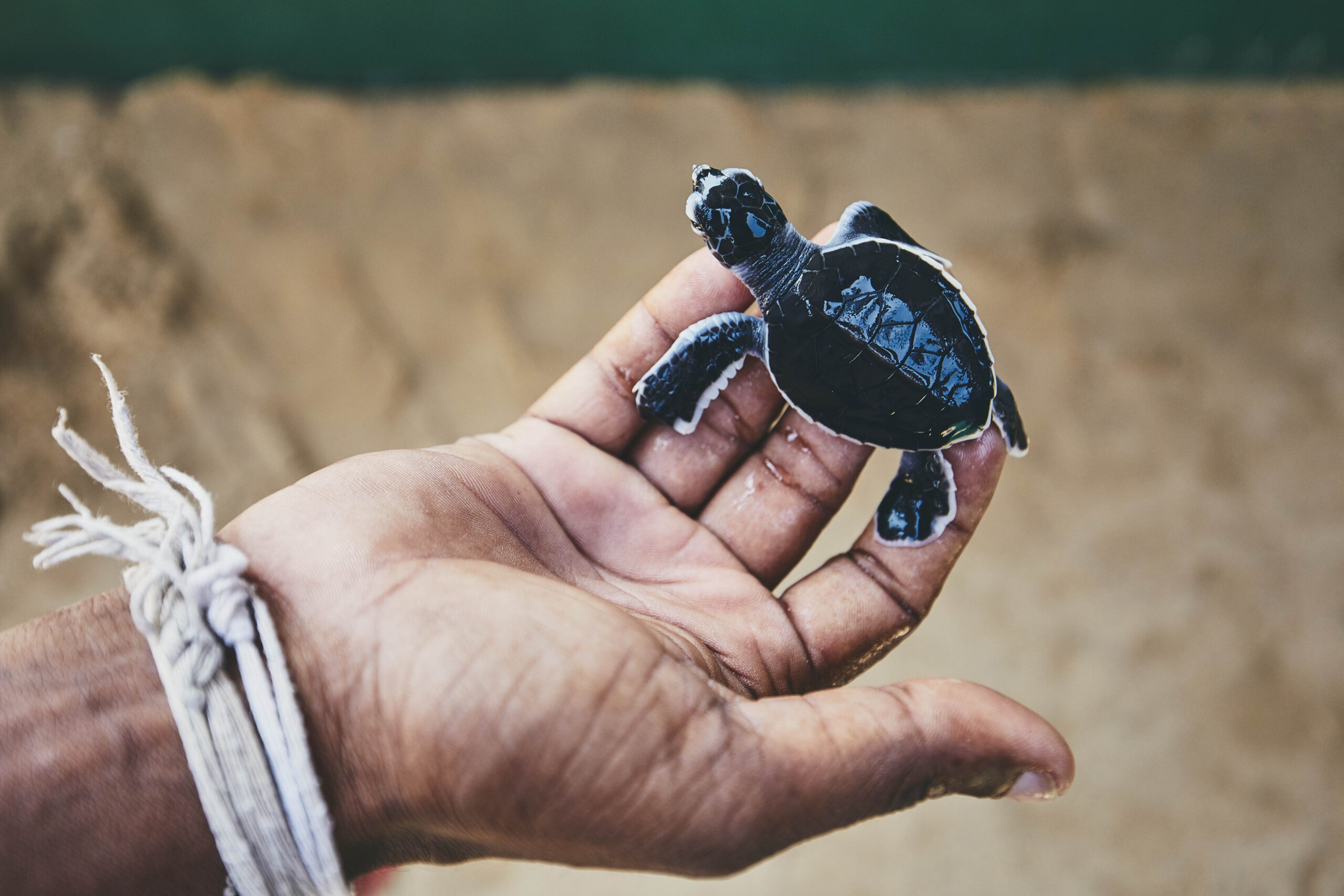 South Coast | Turtle Hatchery | Madu River Safari | Leisure