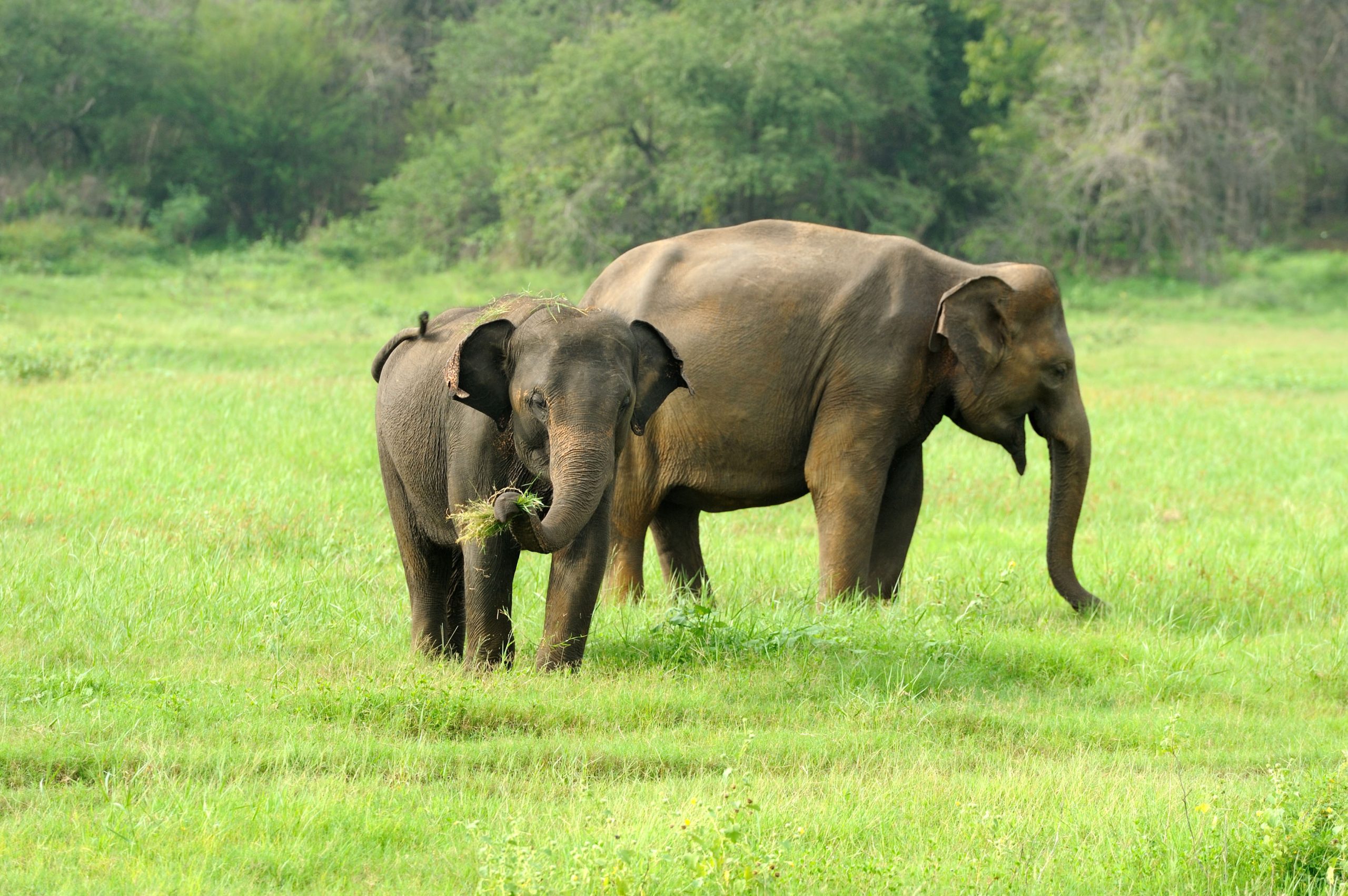 Sigiriya to Kandy - From Sacred Cave Temples to Sri Lanka's Largest Gathering of Wild Elephants