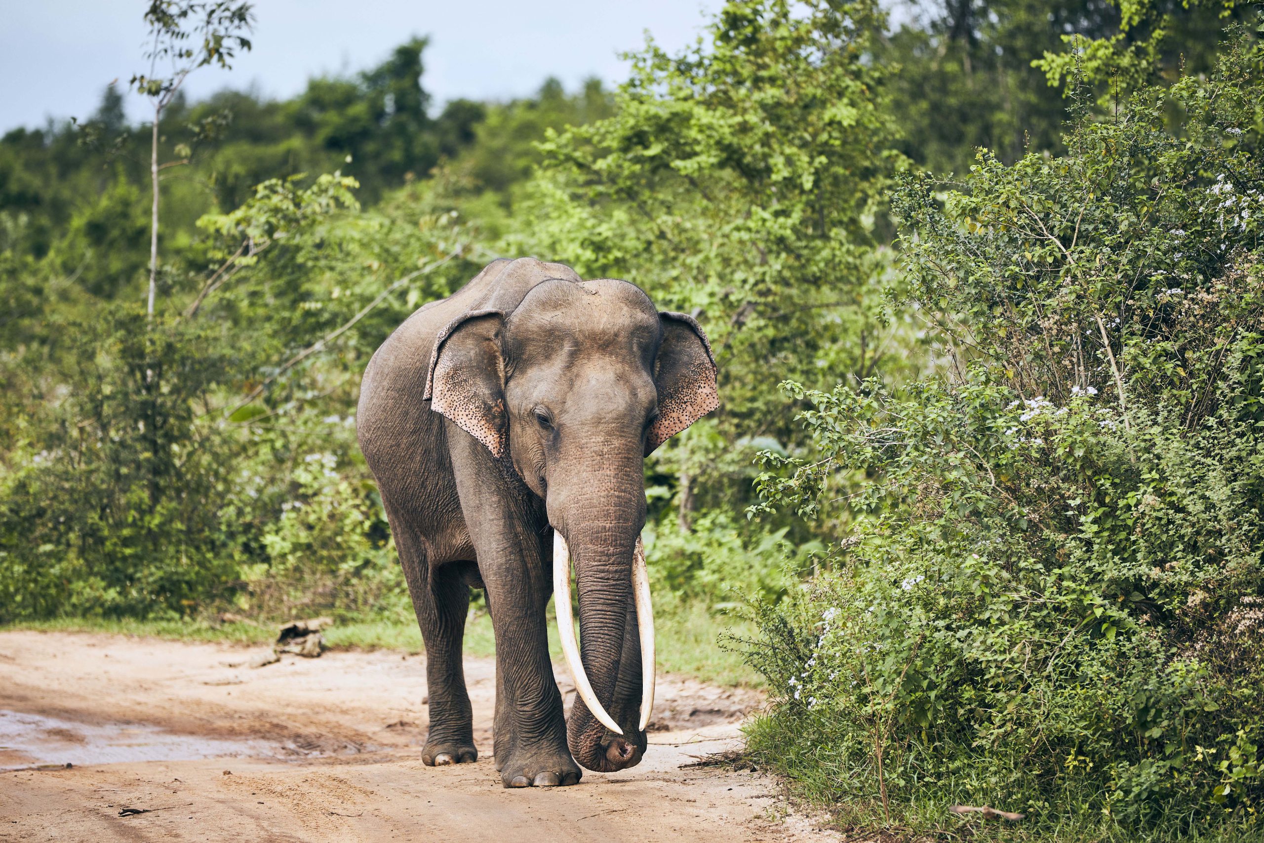 Sigiriya to Kandy - From Sacred Cave Temples to Sri Lanka's Largest Gathering of Wild Elephants