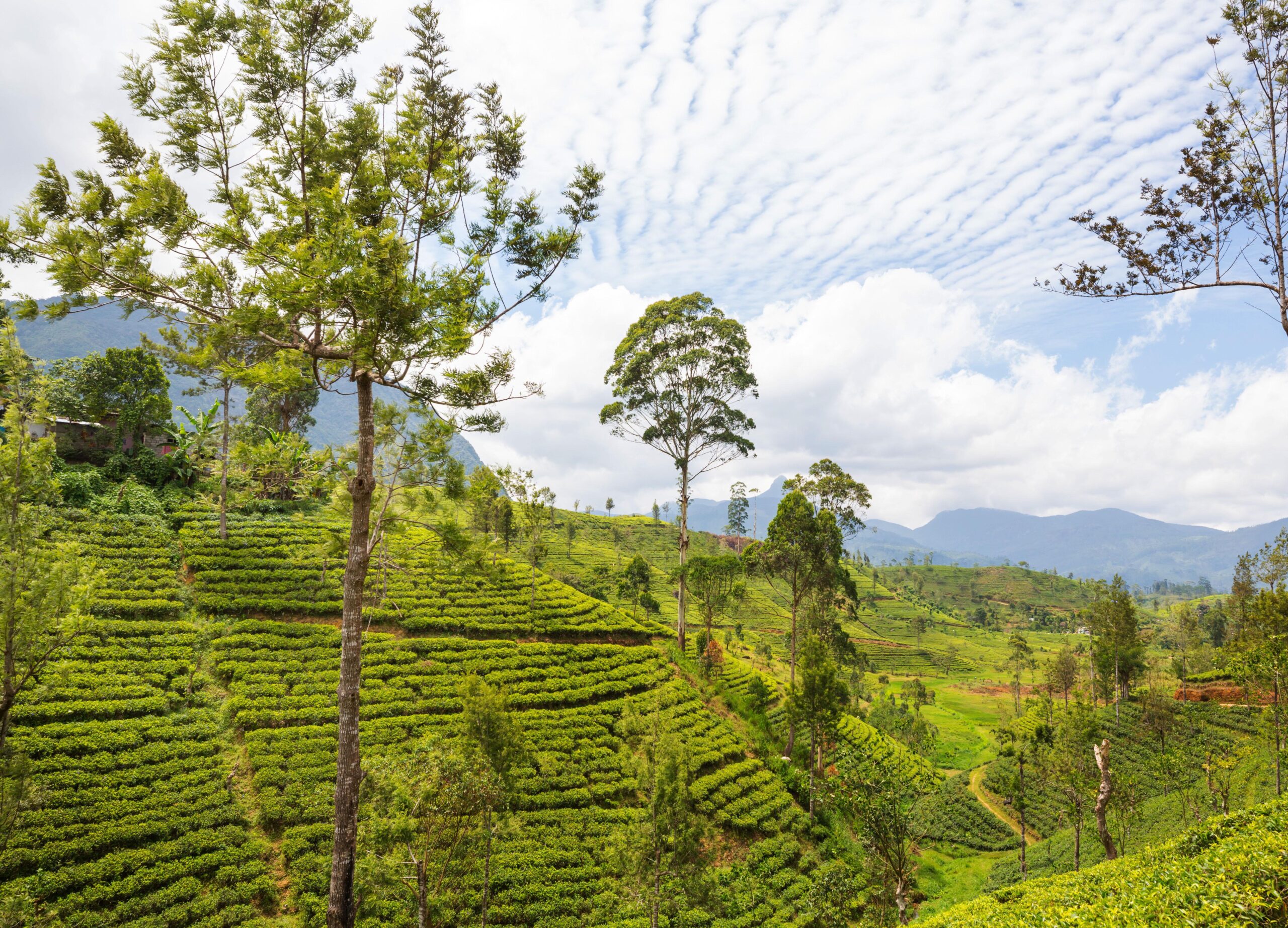 Kandy to Nuwara Eliya | Royal Botanical Garden | Tea Factory | Gregory Lake | Pink Post Office