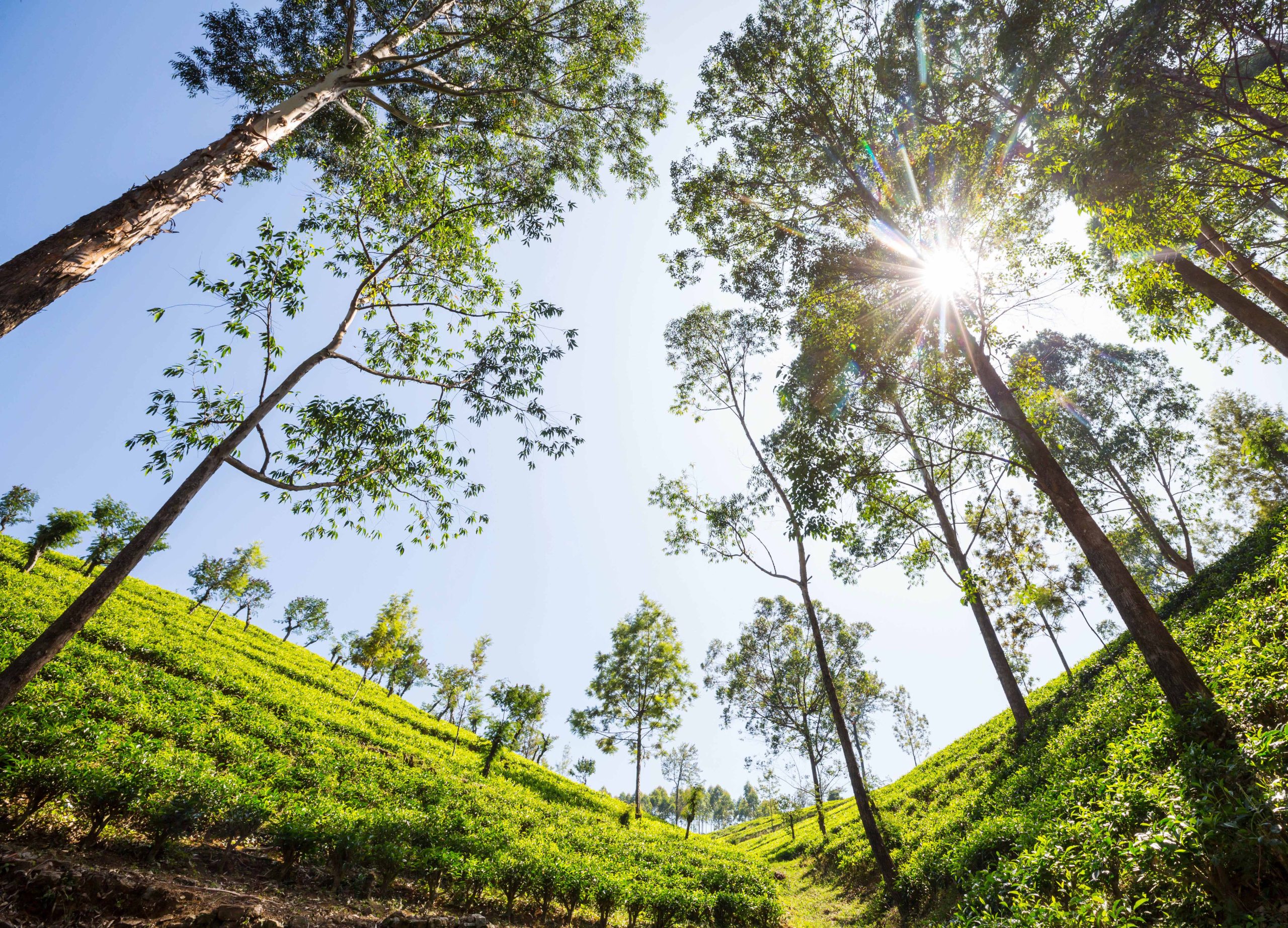 Discover the Last Royal Kingdom of Kandy