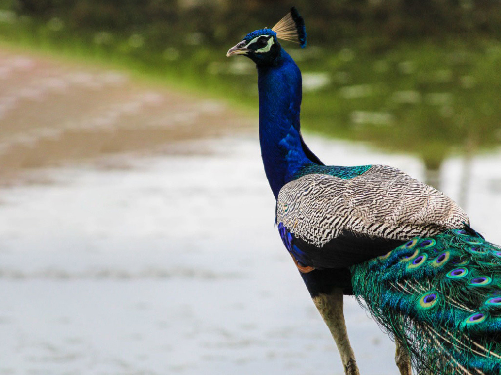 Full Day Safari Experience – Yala National Park