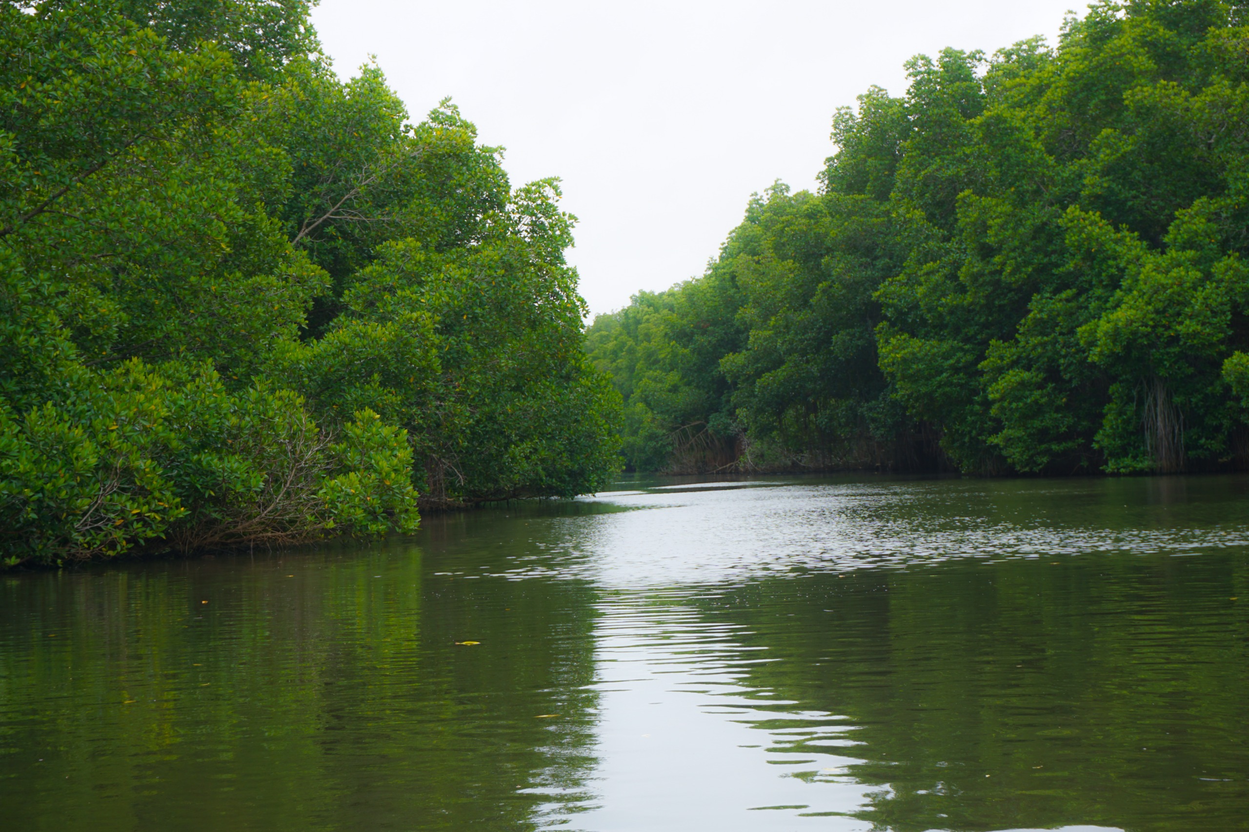 South Coast | Turtle Hatchery | Madu River Safari | Leisure