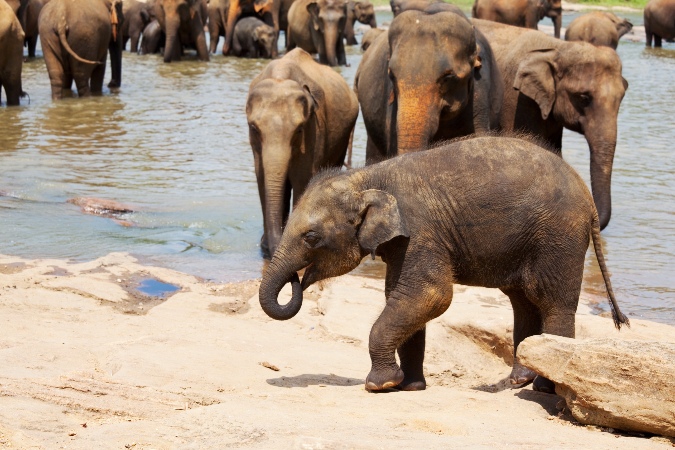 Pinnawala Elephant Orphanage & Royal Botanical Gardens