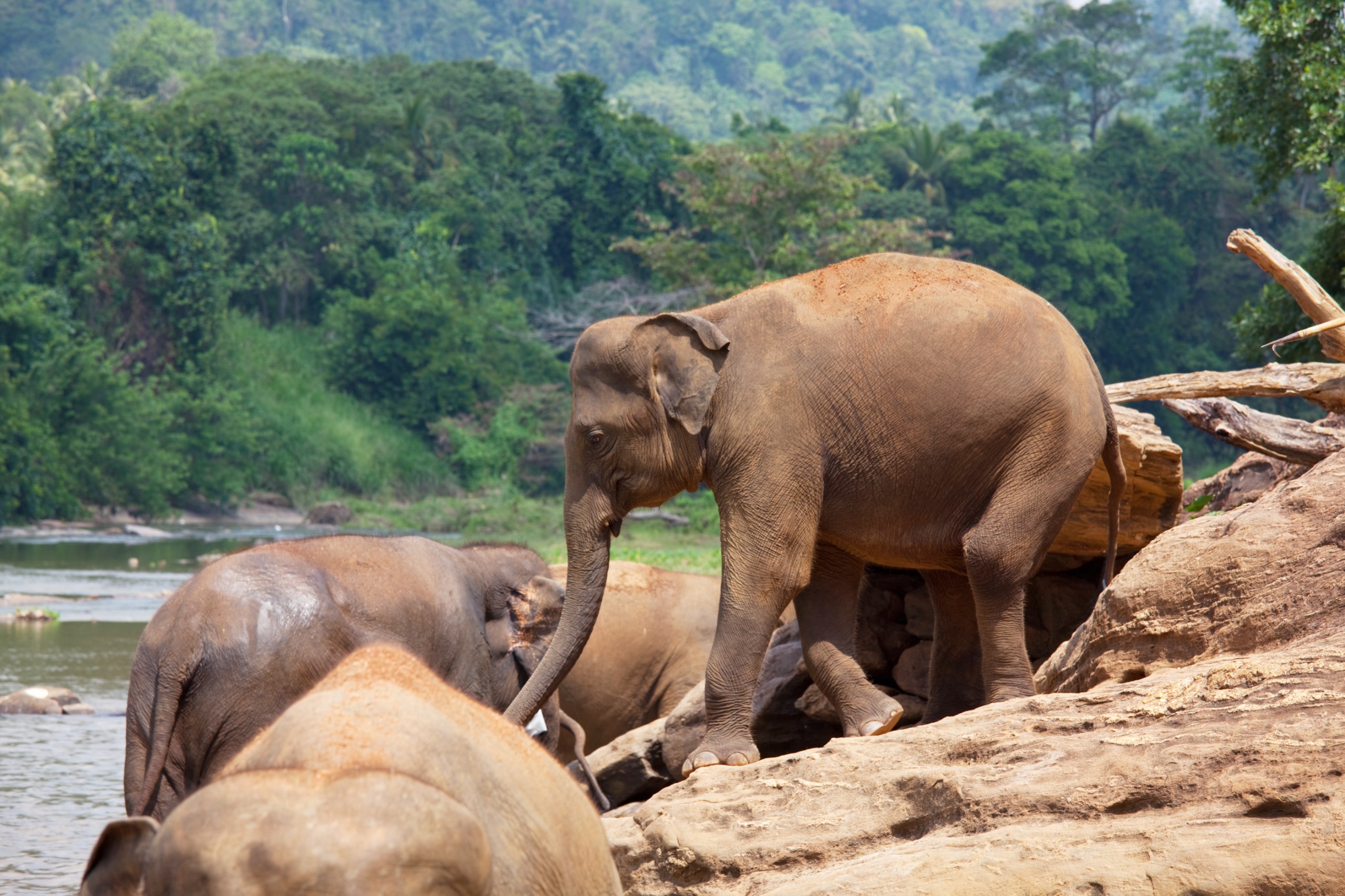 Pinnawala Elephant Orphanage & Royal Botanical Gardens
