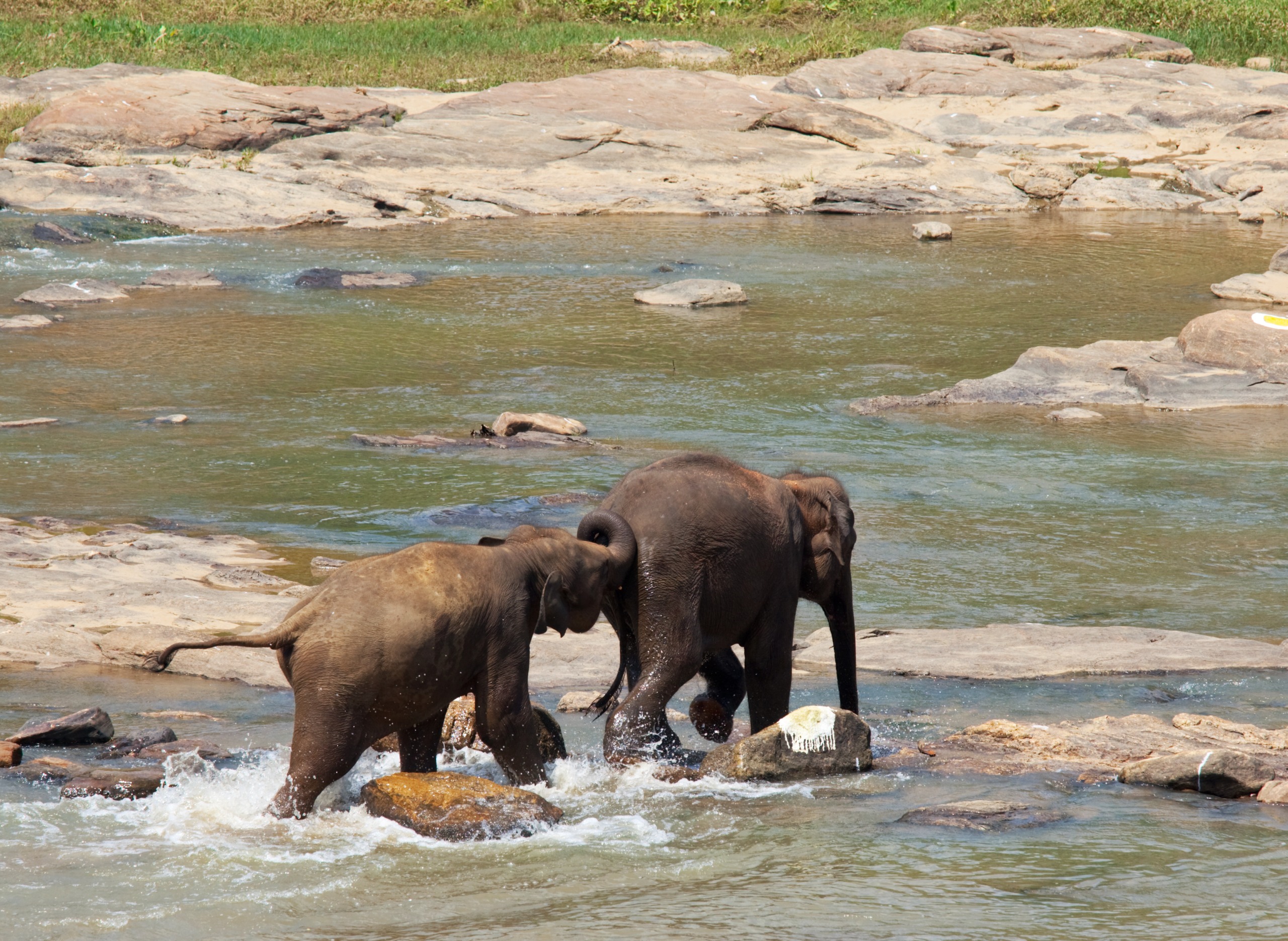 Pinnawala Elephant Orphanage & Royal Botanical Gardens