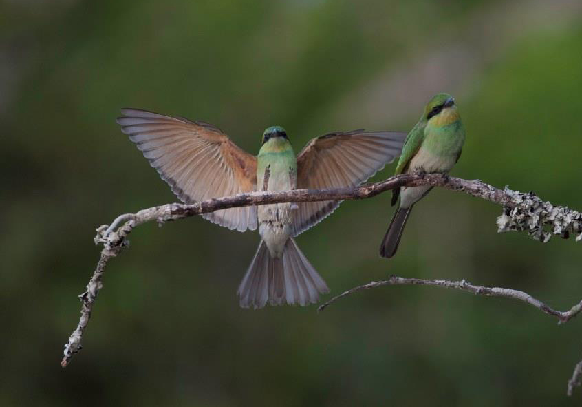 Full Day Safari Experience – Yala National Park
