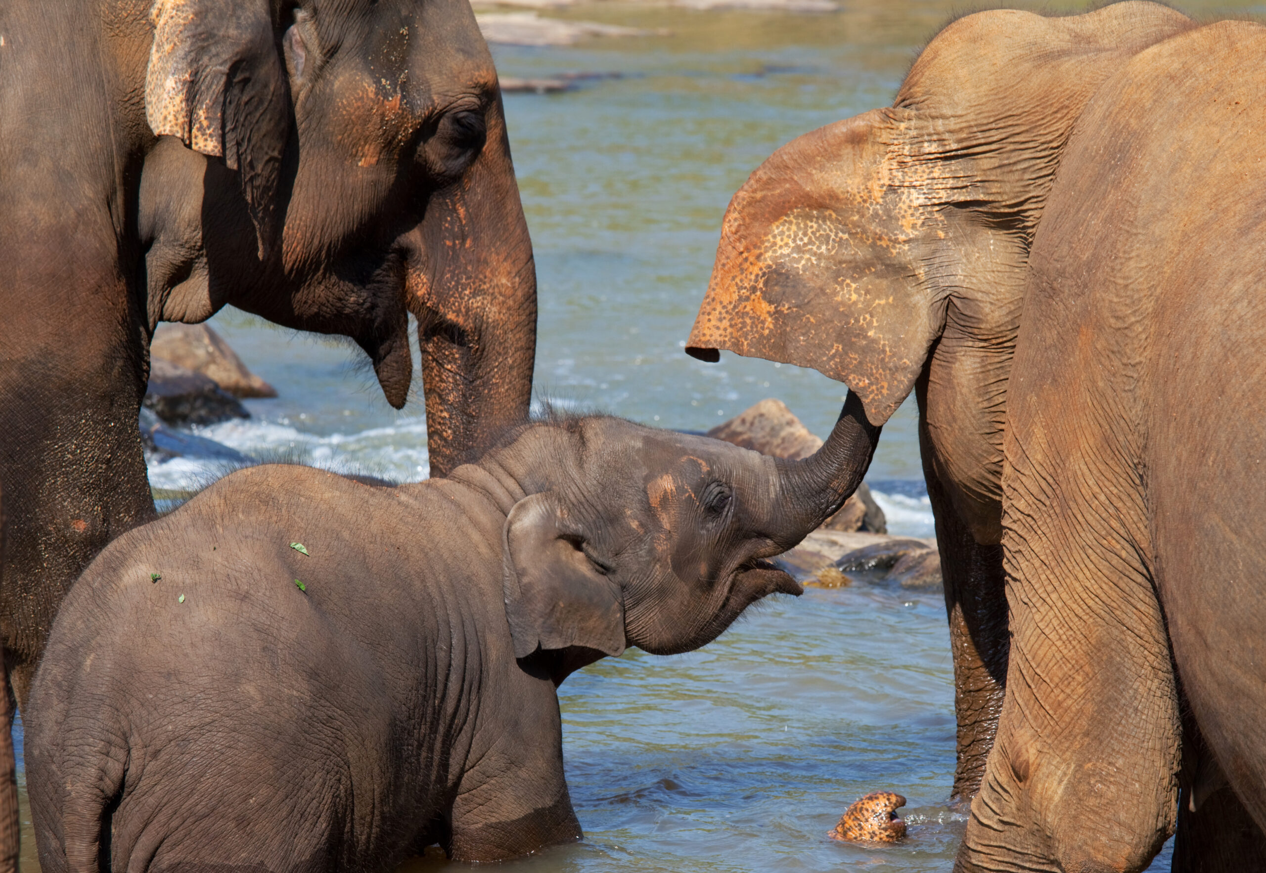 Pinnawala Elephant Orphanage & Royal Botanical Gardens