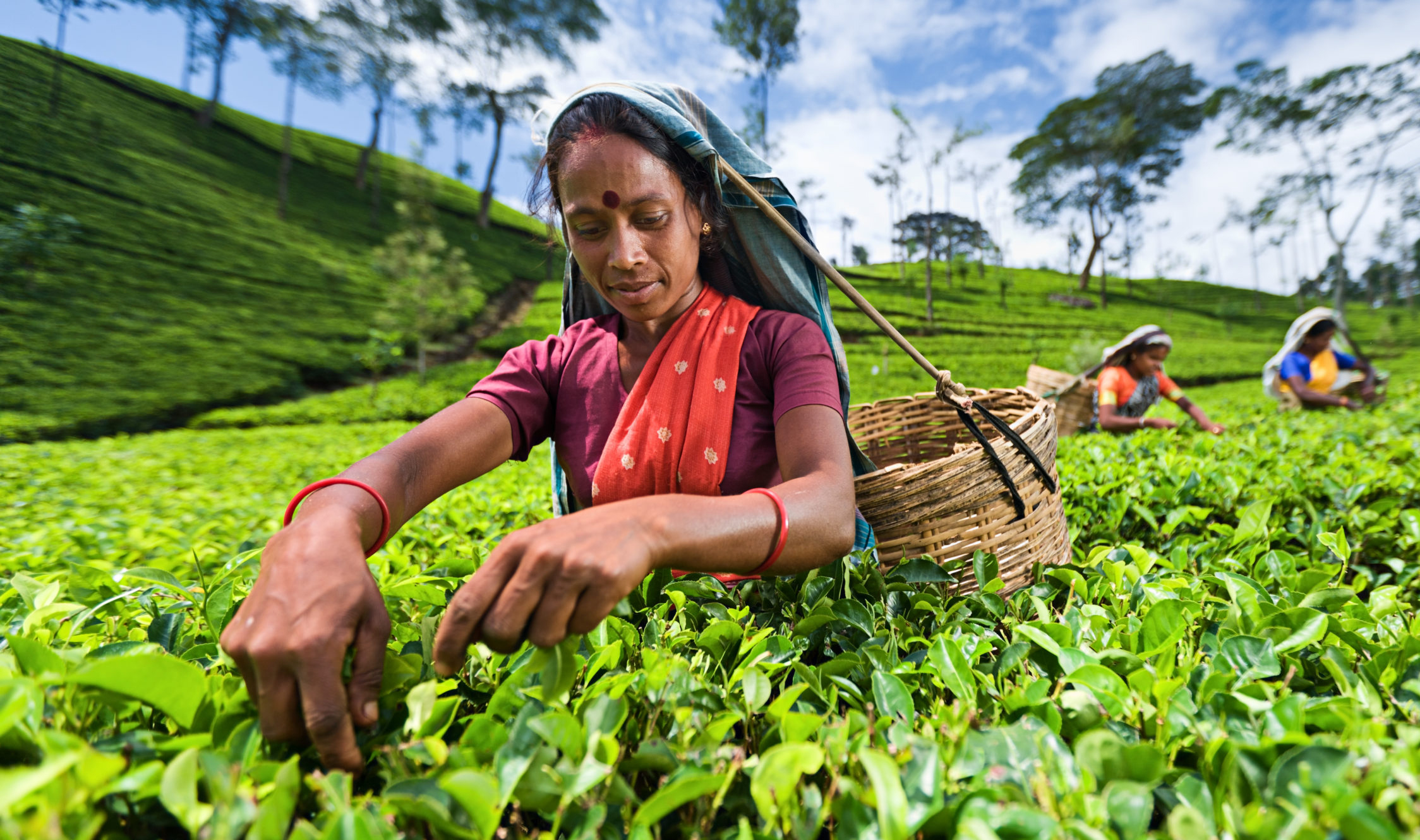 Nuwara Eliya - A Journey Through Sri Lanka's Spectacular Hill Country