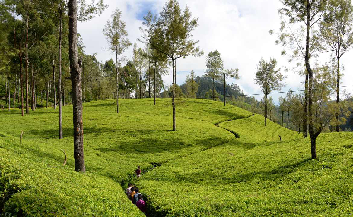 Kandy to Nuwara Eliya | Royal Botanical Garden | Tea Factory | Gregory Lake | Pink Post Office