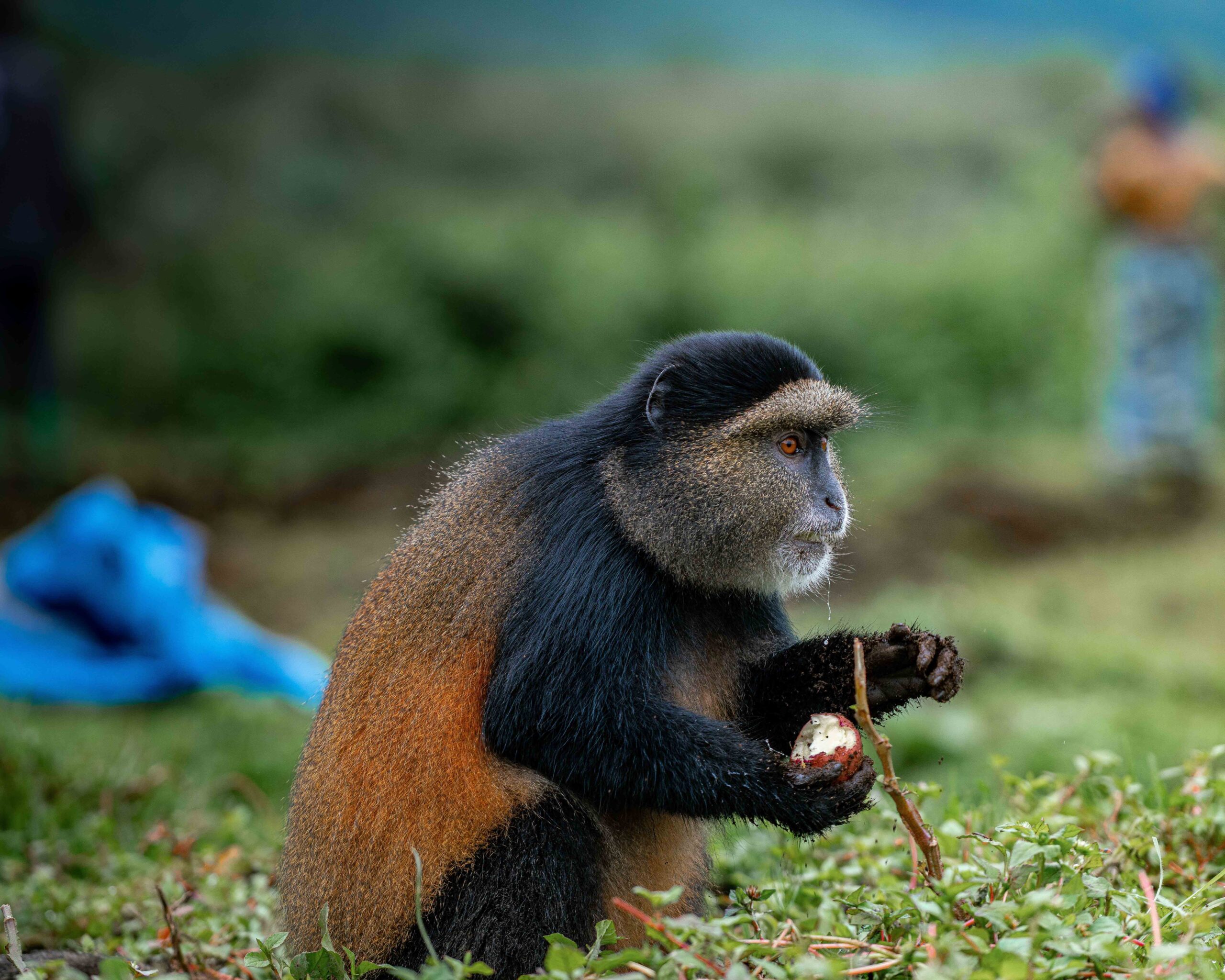 Mountain Gorilla & Golden Monkey Trekking