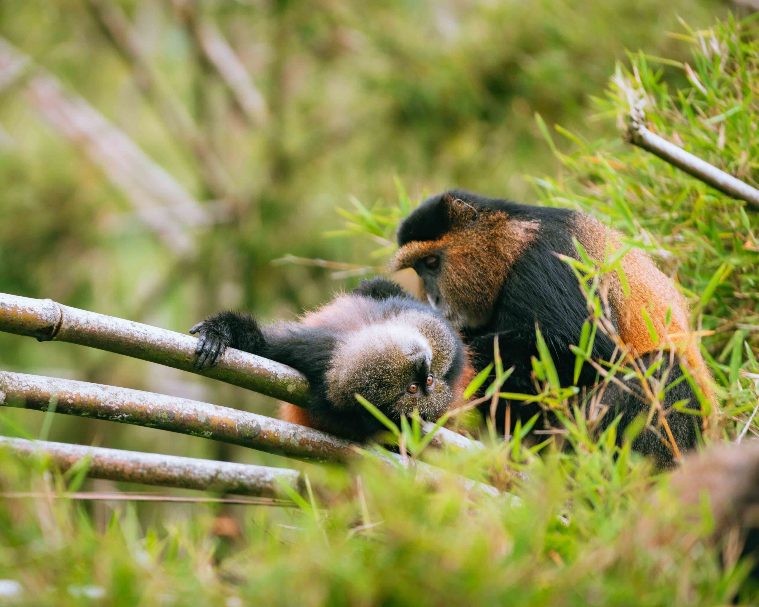 Mountain Gorilla & Golden Monkey Trekking