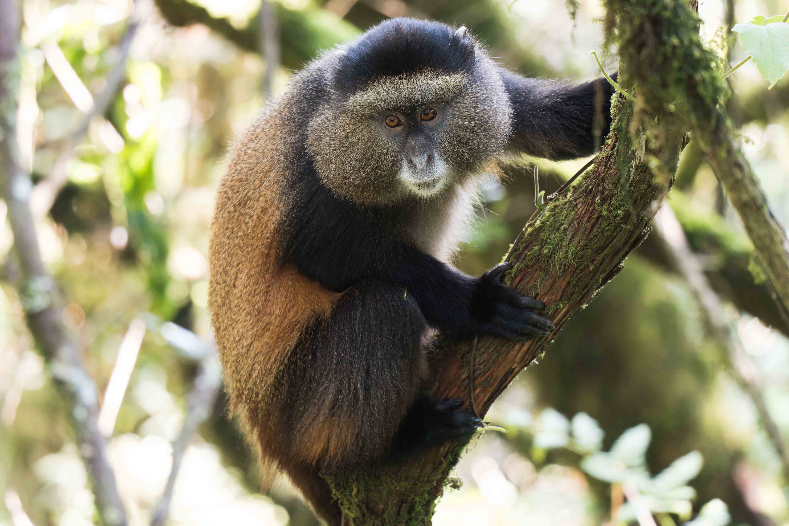 Mountain Gorilla & Golden Monkey Trekking
