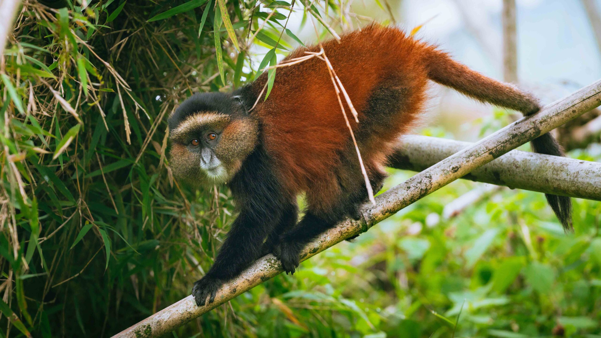 Mountain Gorilla & Golden Monkey Trekking