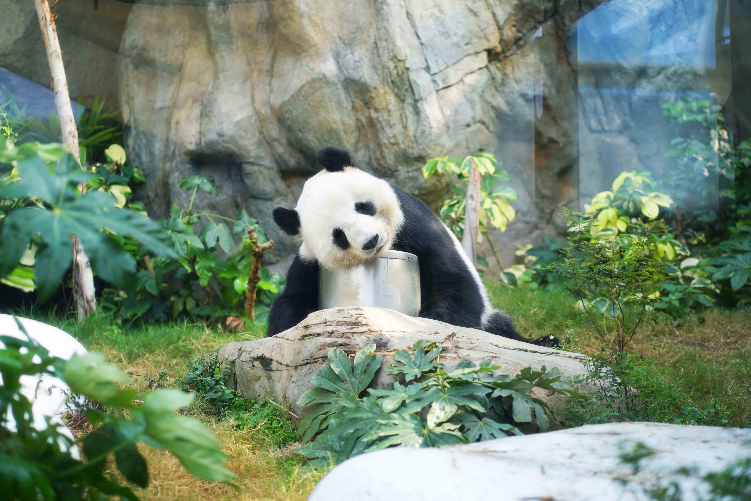 Victoria Peak, Peak Tram, Madame Tussauds & Ocean Park