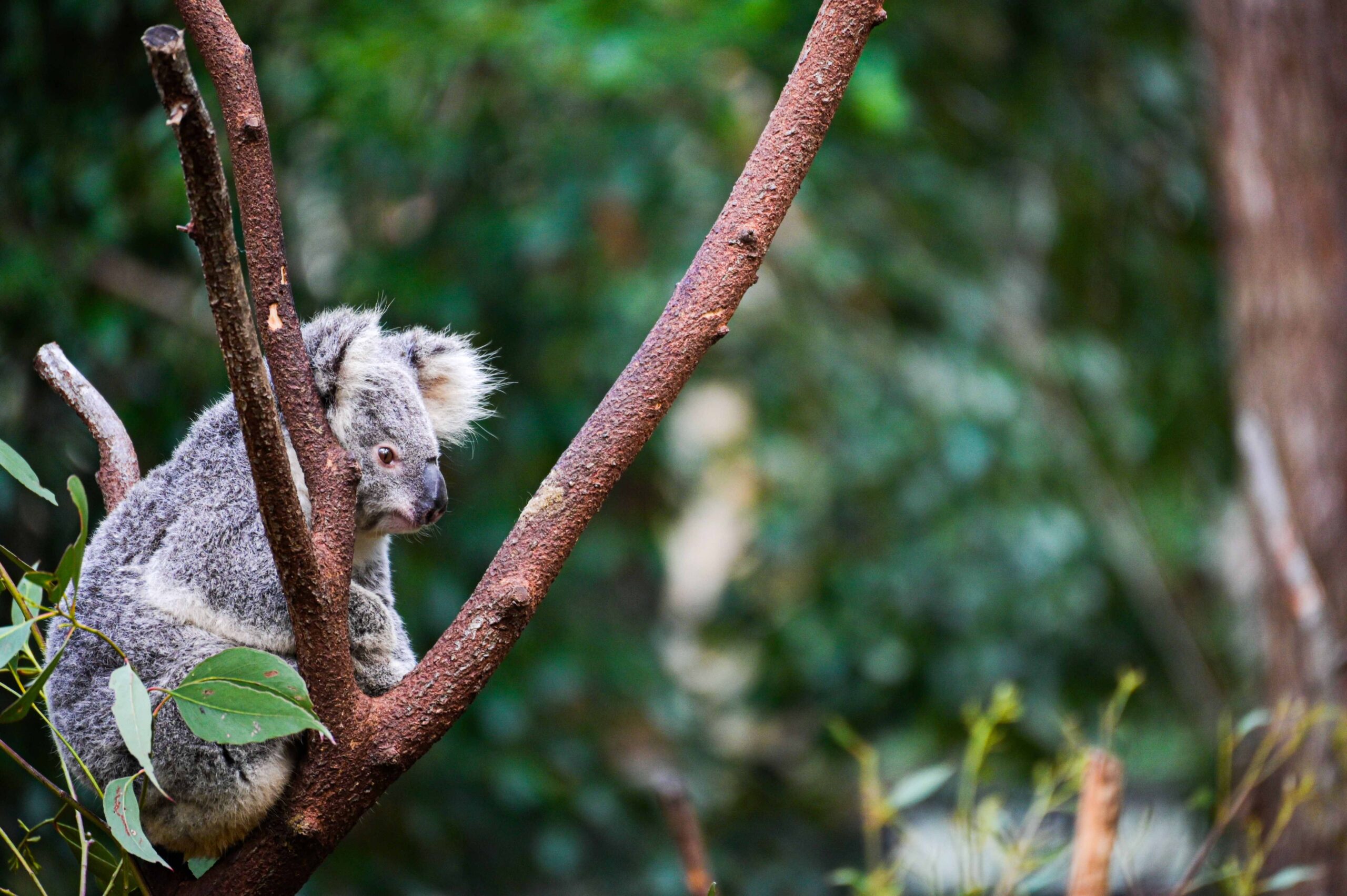 Gold Coast Theme Parks & Surfers Paradise