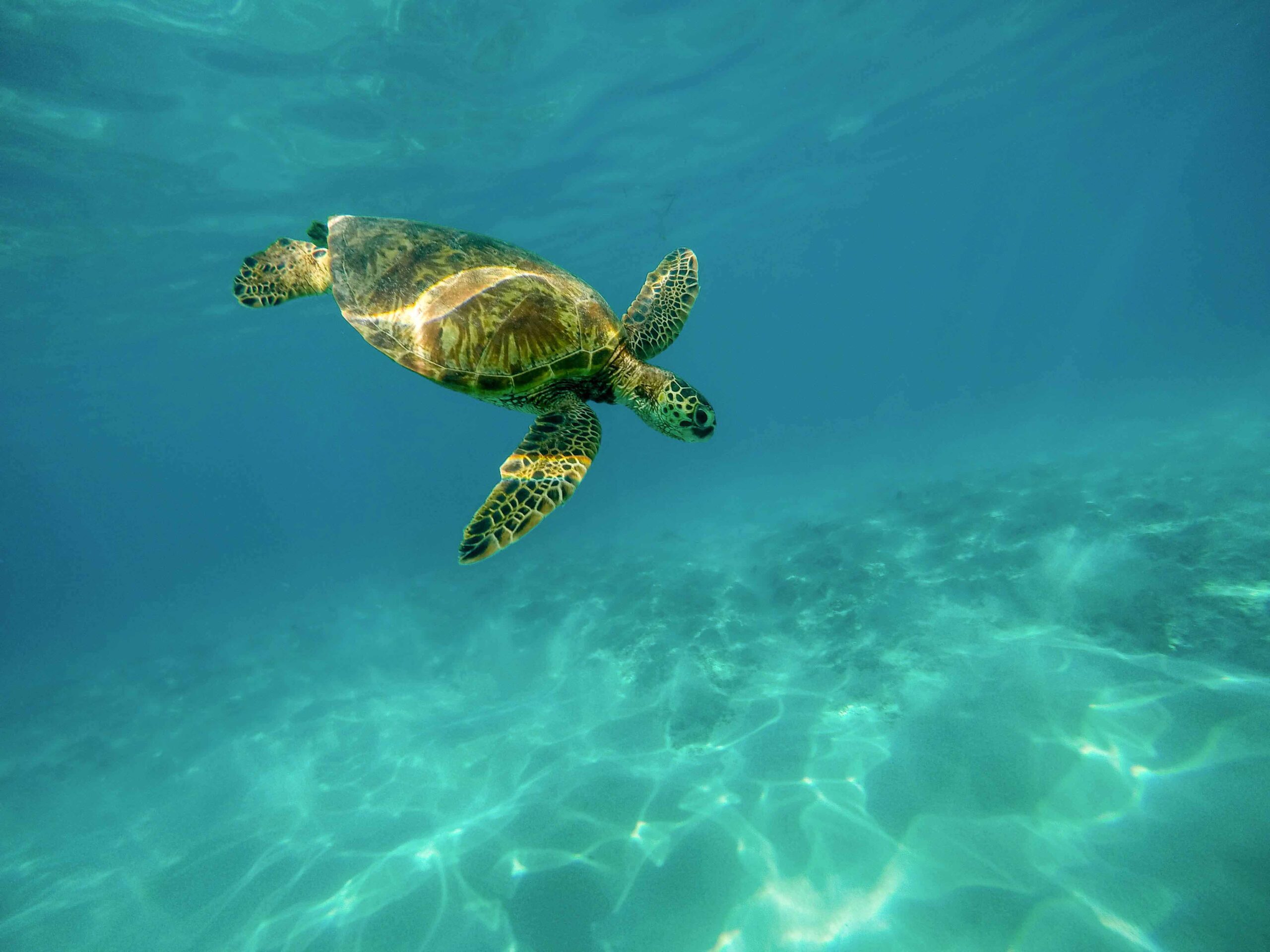 Coral Reef Snorkeling & Overwater Villa Upgrade