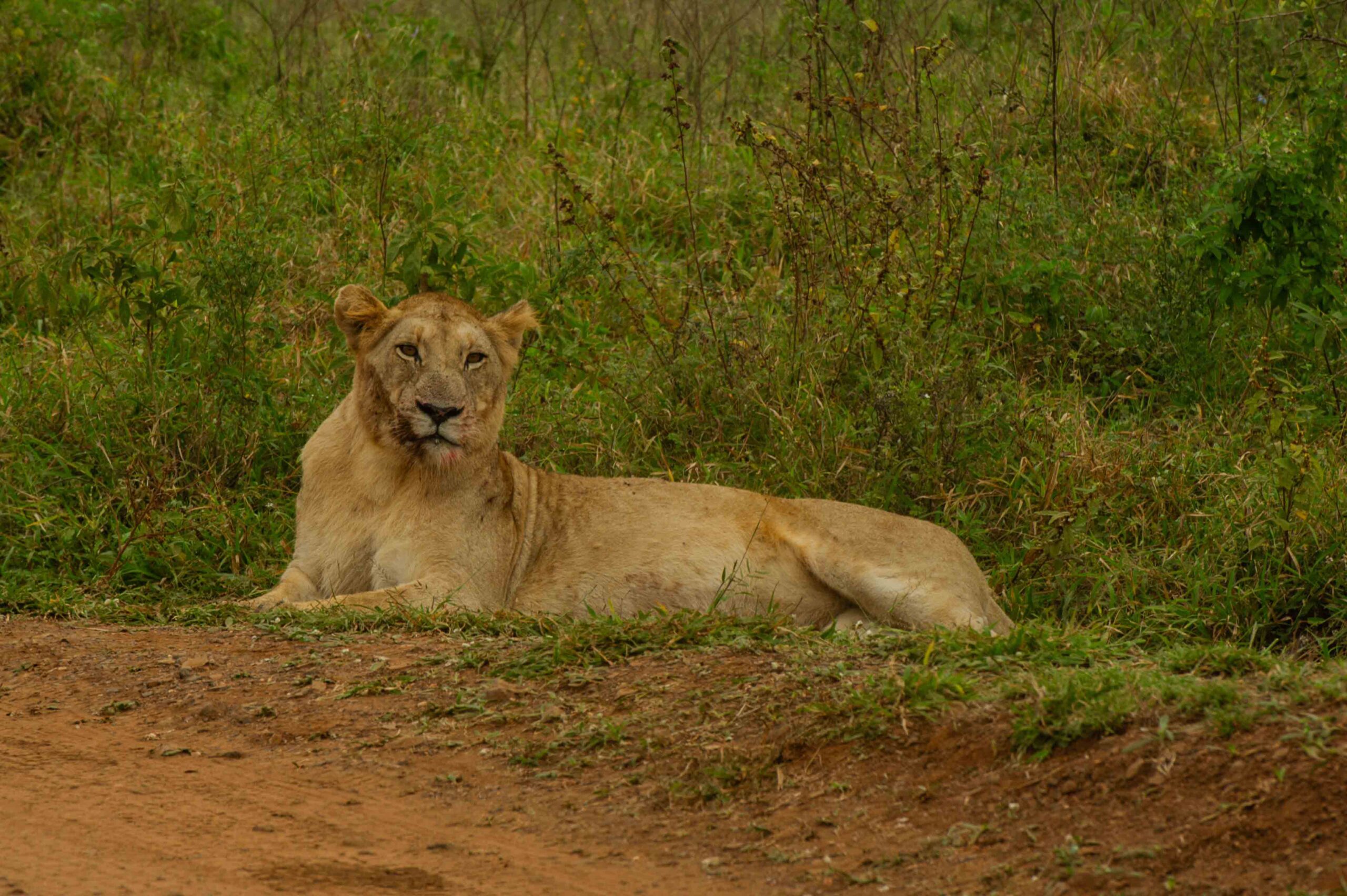 Drive to Akagera National Park & Night Game Drive