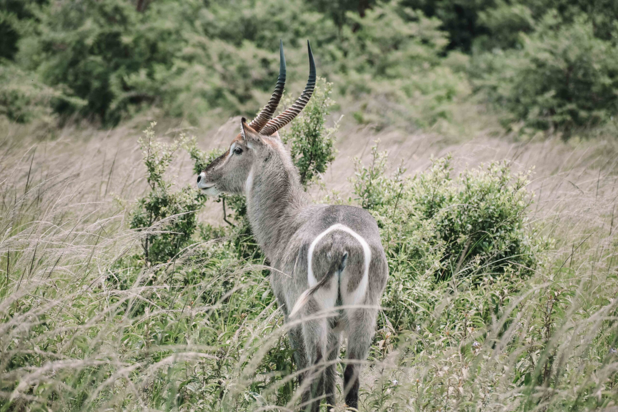 Drive to Akagera National Park & Night Game Drive