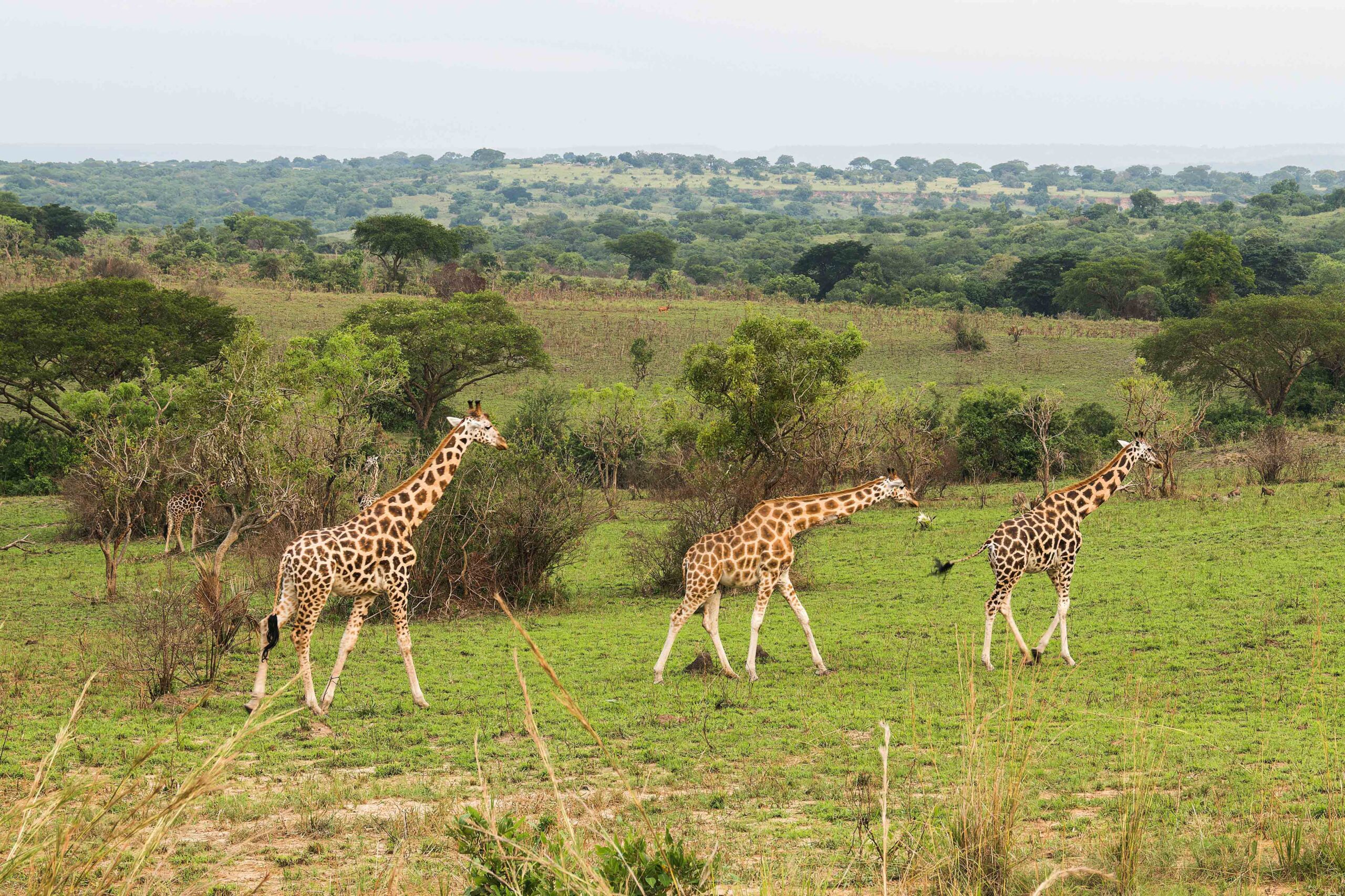 Drive to Akagera National Park & Night Game Drive