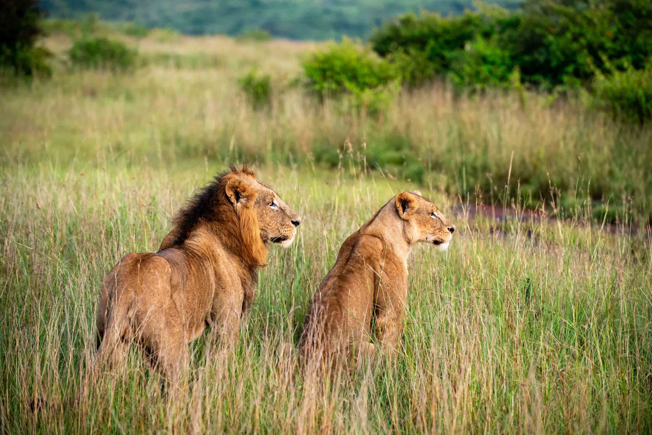 Drive to Akagera National Park & Night Game Drive