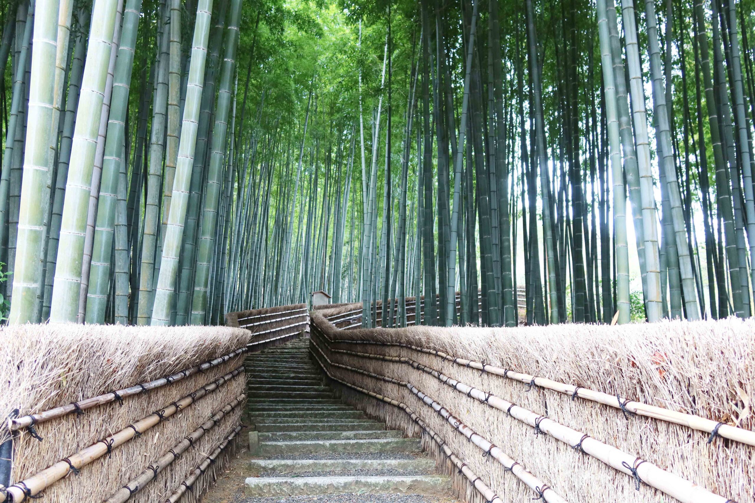 Historic Kyoto Temples & Arashiyama Bamboo Grove
