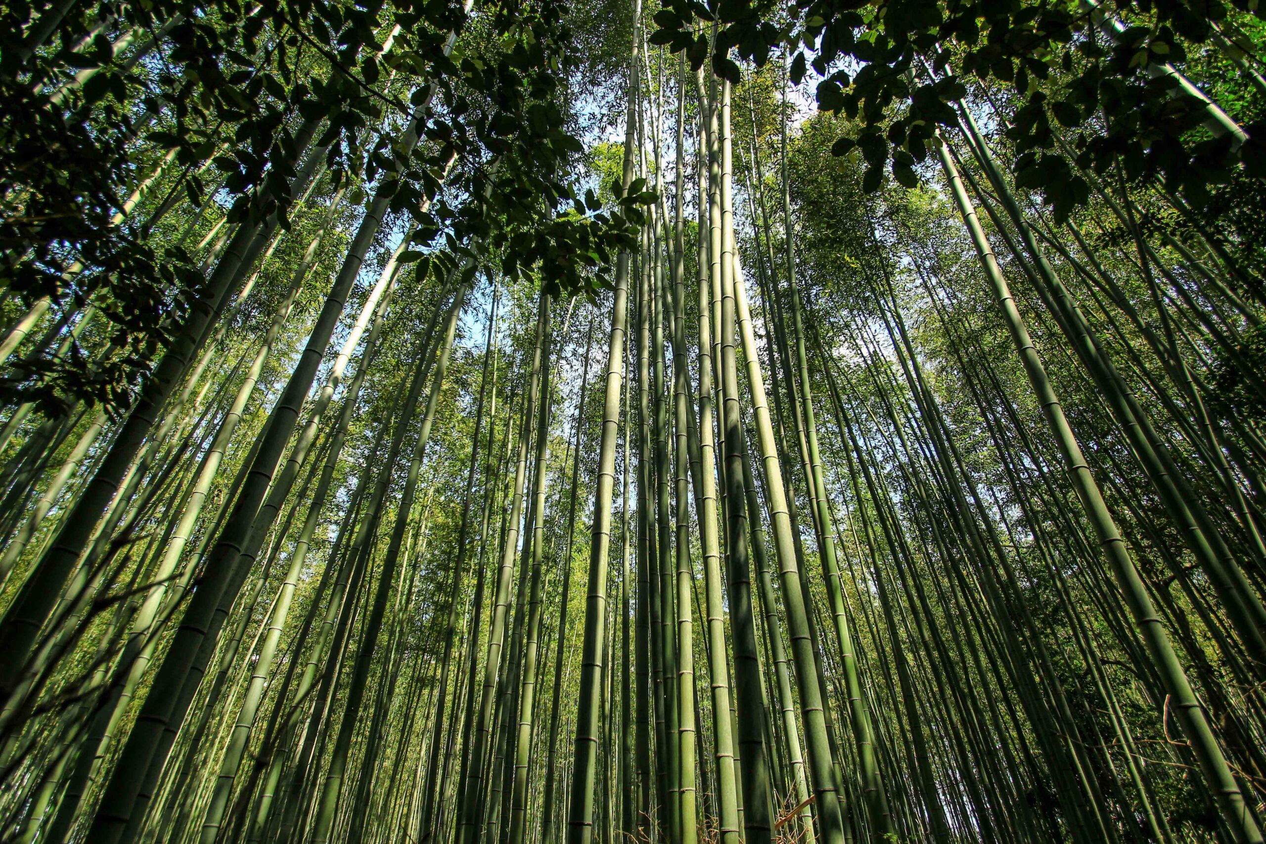 Historic Kyoto Temples & Arashiyama Bamboo Grove