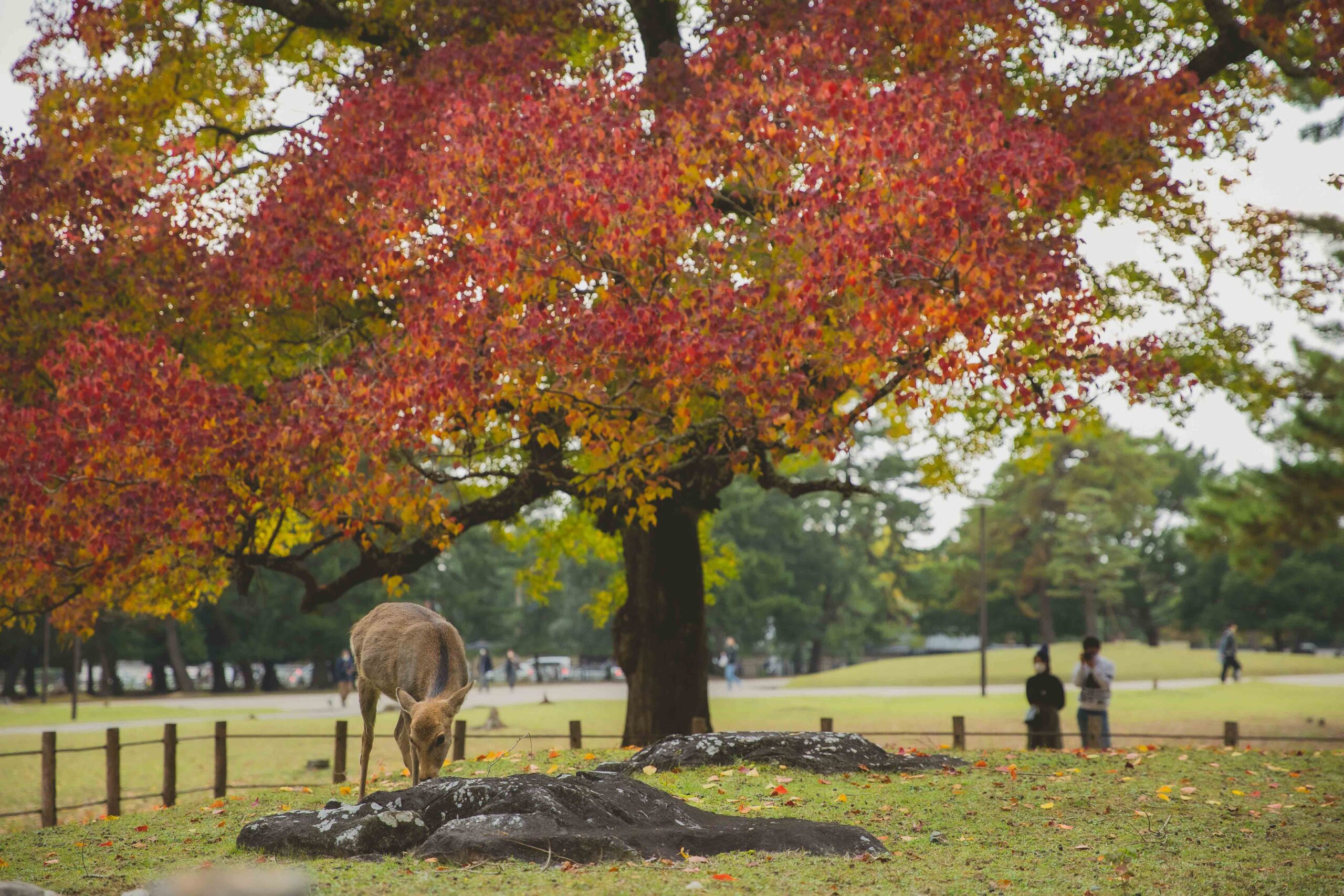 Nara Deer Park & Osaka Castle
