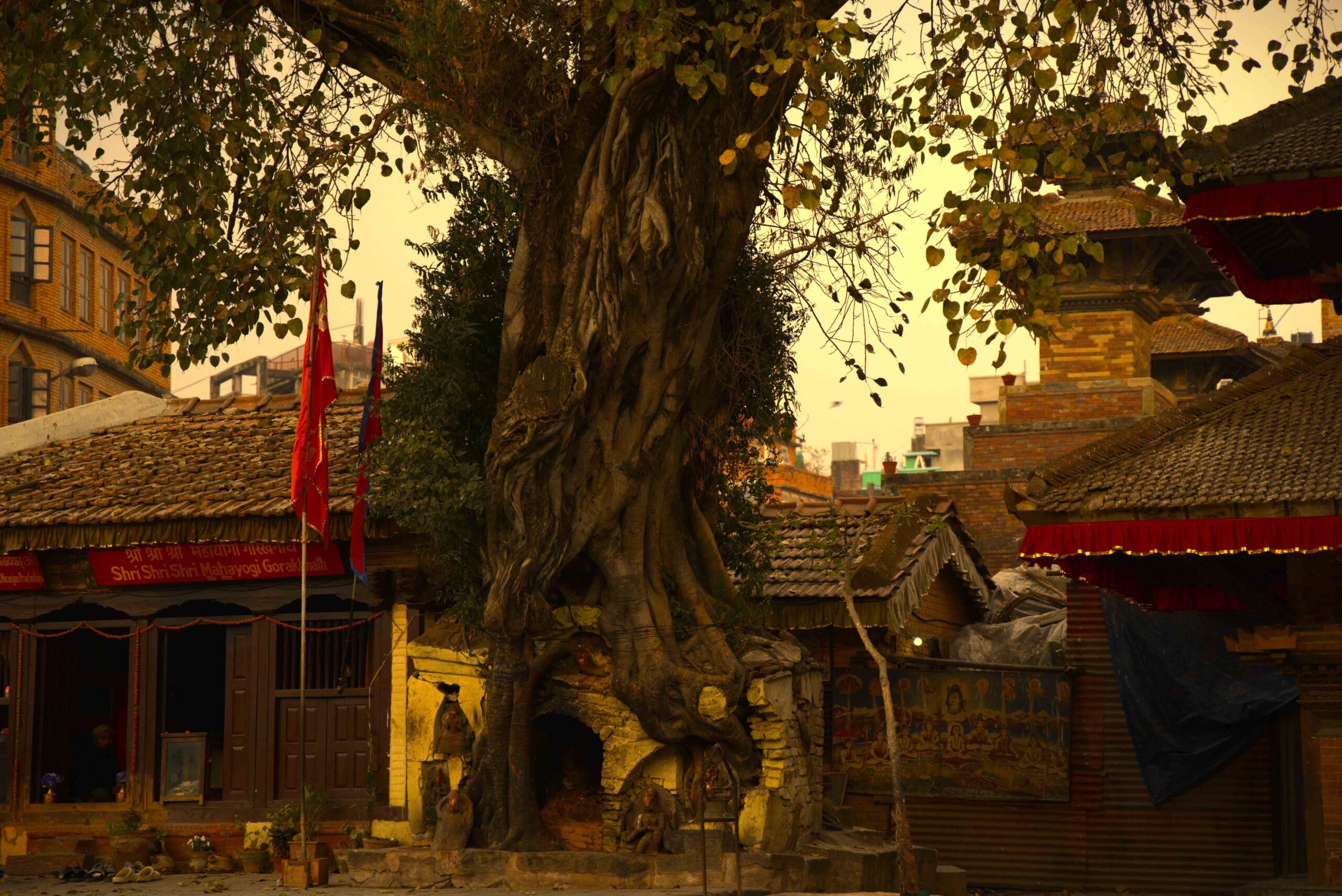 Jetavana Monastery & Ananda Bodhi Tree in Sravasti